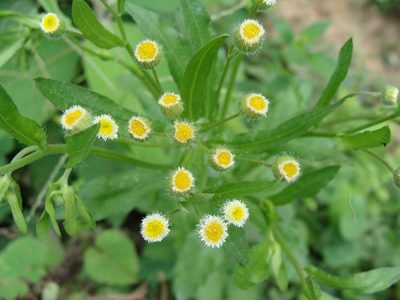 Conyza laevigata, photographed by Alexis López Hernández