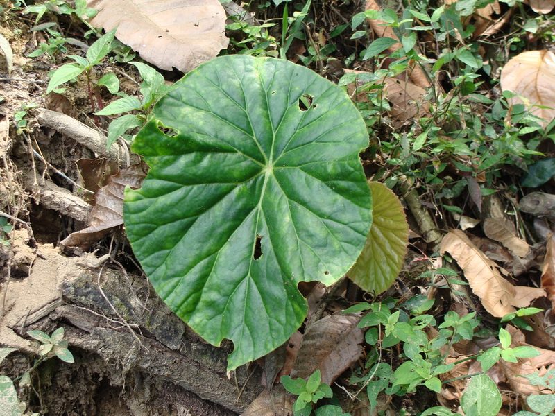 Begonia nelumbiifolia, photographed by Alexis López Hernández