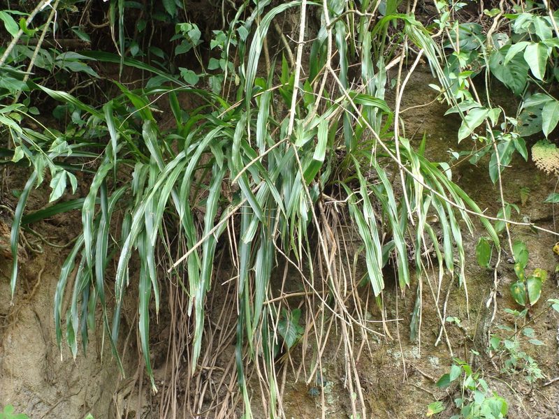 Pitcairnia imbricata, photographed by Alexis López Hernández