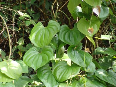 Dioscorea alata, photographed by Alexis López Hernández