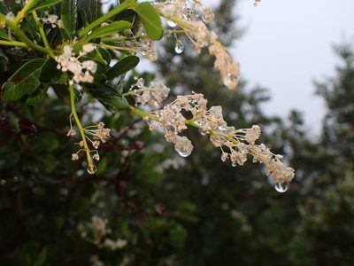 Ceanothus spinosus, photographed by George Williams