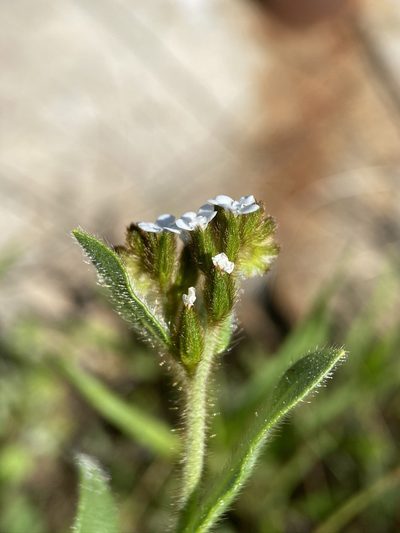 Plagiobothrys fulvus, photographed by Matt Berger