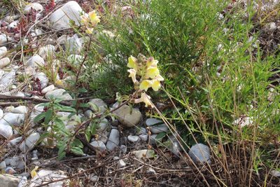 Antirrhinum latifolium, photographed by Fabien Piednoir