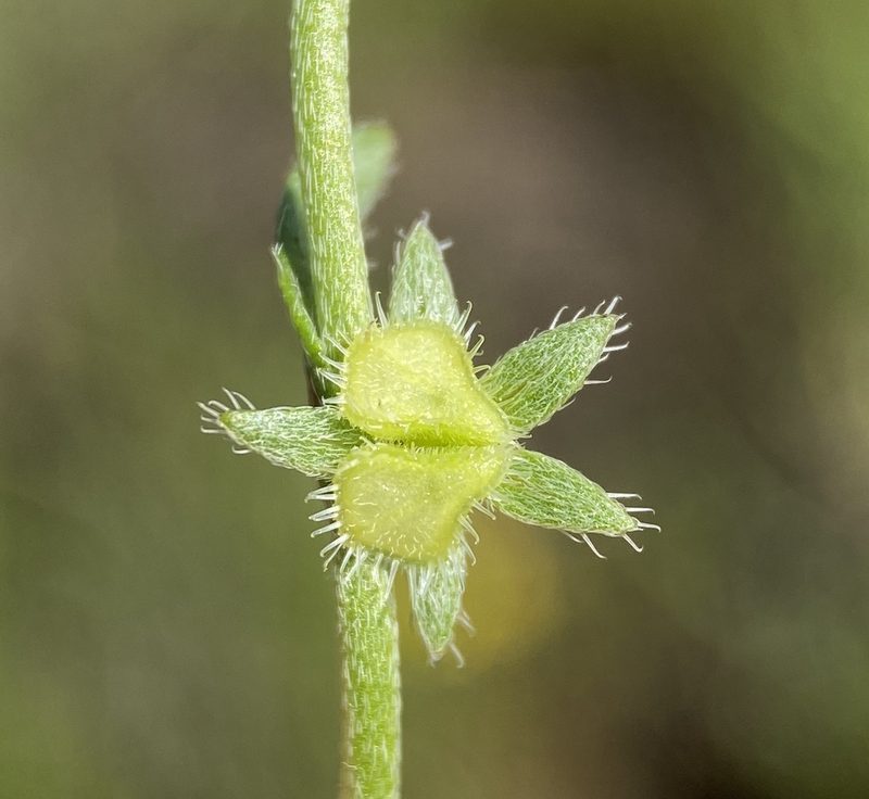 Pectocarya pusilla, photographed by Matt Berger