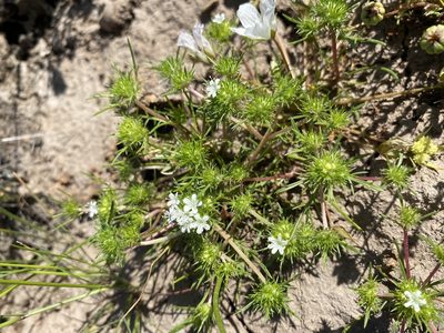 Navarretia leucocephala, photographed by Matt Berger