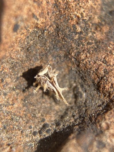 Plagiobothrys austiniae, photographed by Matt Berger