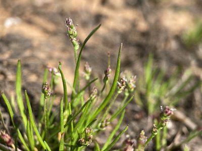 Plantago elongata, photographed by Matt Berger