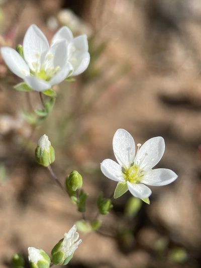 Sabulina californica, photographed by Matt Berger