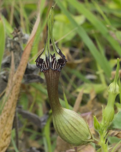 Ceropegia mahabalei, photographed by S.MORE