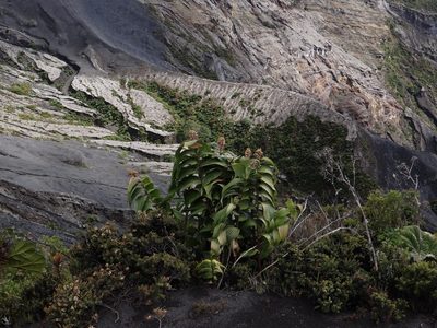 Maianthemum gigas, photographed by Yves Bas