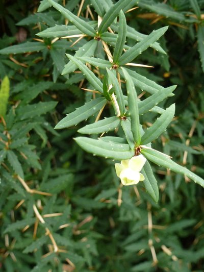 Berberis gagnepainii, photographed by Susan Marley