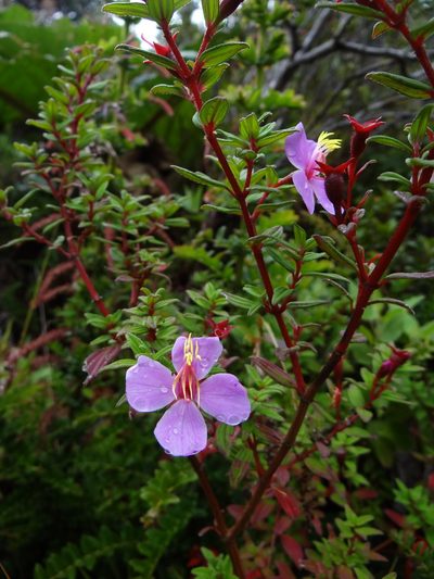 Monochaetum vulcanicum, photographed by Yves Bas