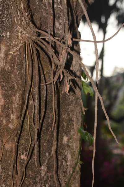 Dendrobium macrostachyum, photographed by S.MORE
