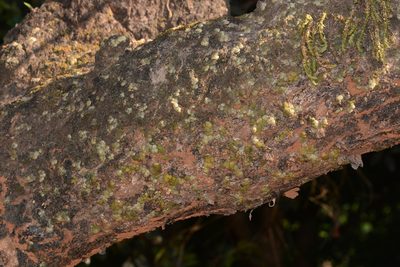 Porpax reticulata, photographed by S.MORE