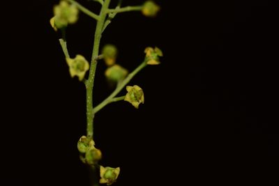 Celastrus paniculatus, photographed by S.MORE