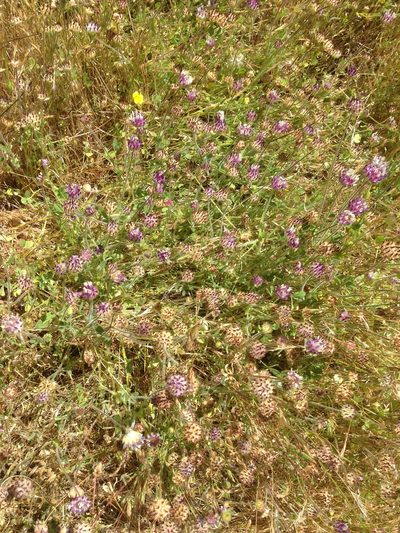 Trifolium grayi, photographed by Adam J. Searcy
