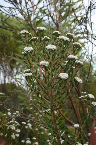 Phylica floribunda, photographed by Sean Privett