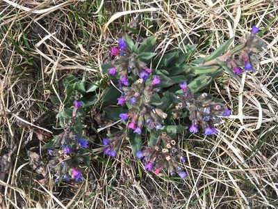 Pulmonaria australis, photographed by Karsten Rohweder