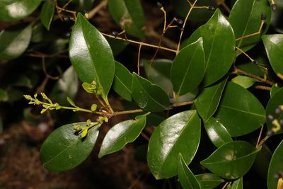 Ligustrum japonicum, photographed by Stephen James McWilliam