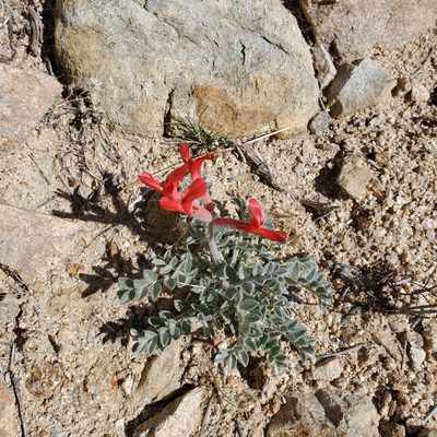 Astragalus coccineus, photographed by Dan Horowitz