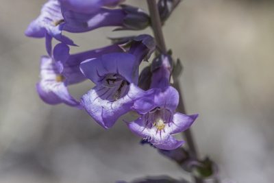 Penstemon secundiflorus, photographed by Craig Martin