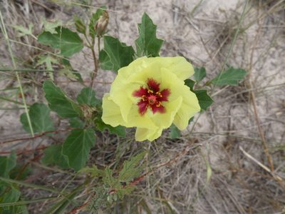 Cienfuegosia drummondii, photographed by María Zeta