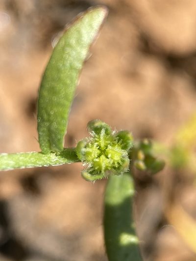 Plagiobothrys austiniae, photographed by Matt Berger
