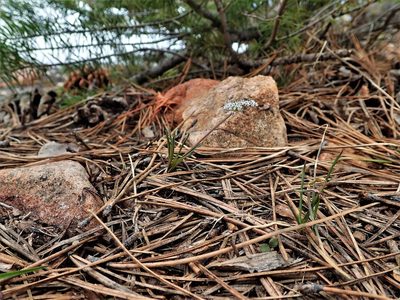 Lomatium linearifolium, photographed by Mitch Van Dyke
