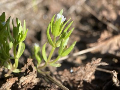Gratiola ebracteata, photographed by Matt Berger