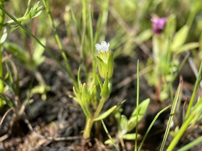 Gratiola ebracteata, photographed by Matt Berger