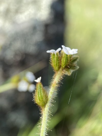 Plagiobothrys fulvus, photographed by Matt Berger