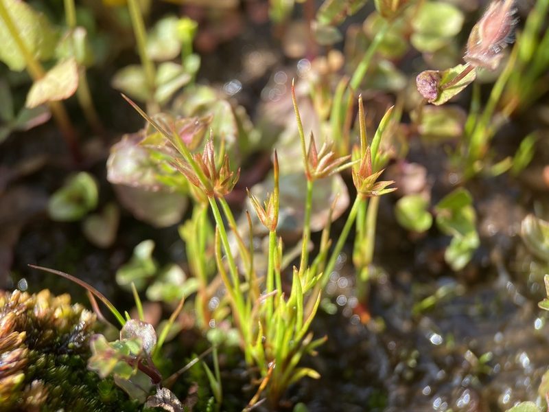 Juncus capitatus, photographed by Matt Berger