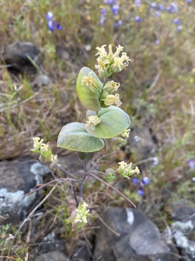 Streptanthus diversifolius, photographed by Matt Berger