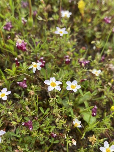 Leptosiphon filipes, photographed by Matt Berger