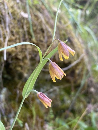Fritillaria eastwoodiae, photographed by Matt Berger