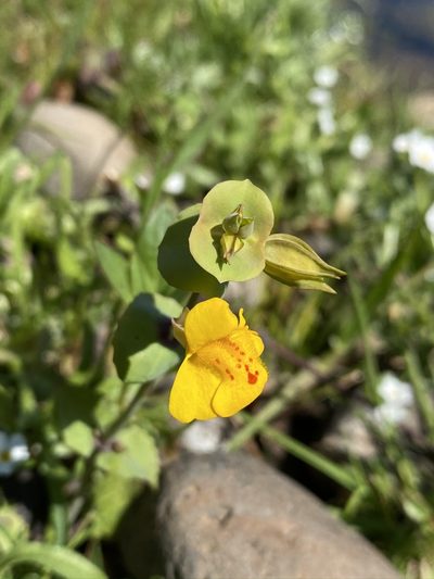 Erythranthe glaucescens, photographed by Matt Berger