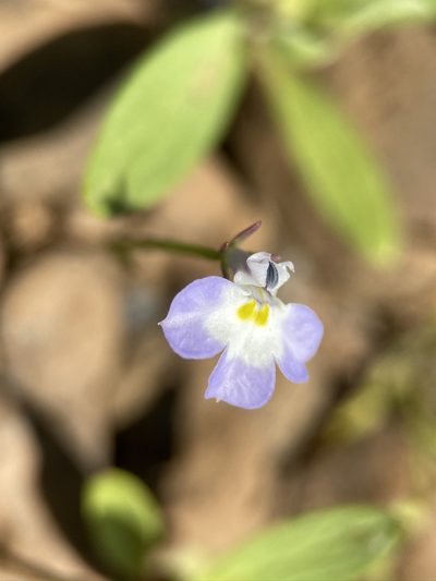 Downingia ornatissima, photographed by Matt Berger