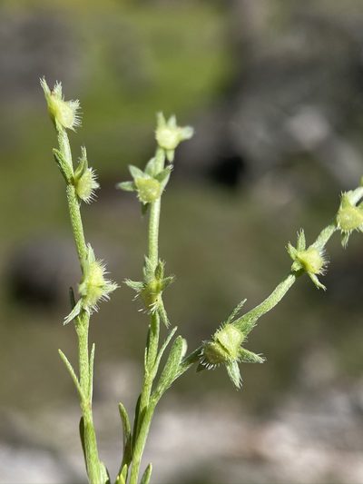 Pectocarya pusilla, photographed by Matt Berger
