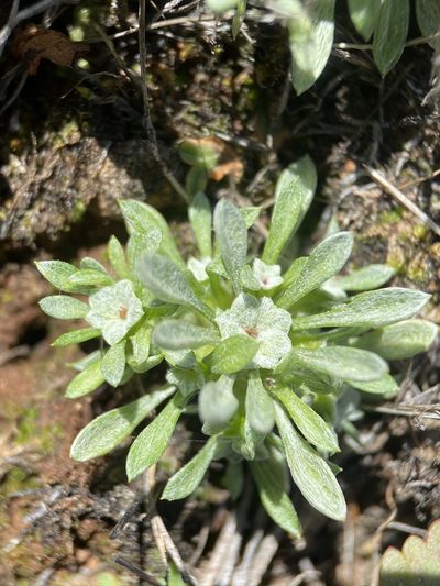 Hesperevax acaulis, photographed by Matt Berger