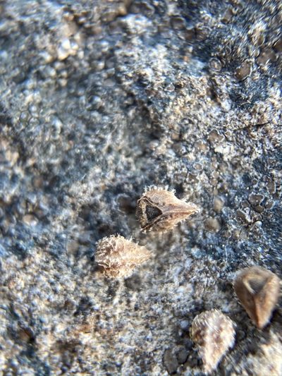 Plagiobothrys scriptus, photographed by Matt Berger