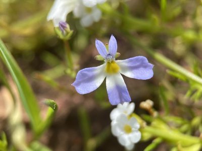Downingia cuspidata, photographed by Matt Berger