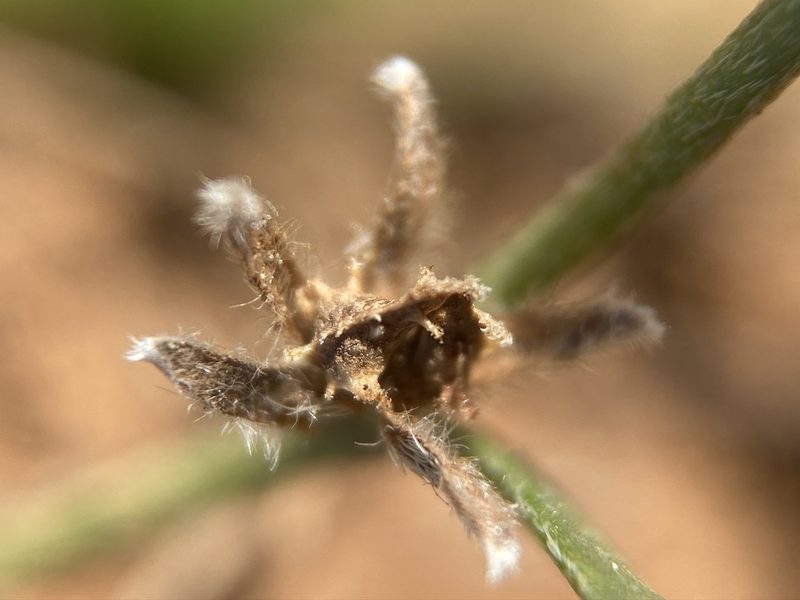 Plagiobothrys austiniae, photographed by Matt Berger