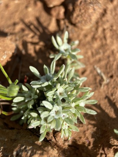 Hesperevax acaulis, photographed by Matt Berger