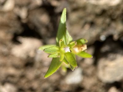 Gratiola ebracteata, photographed by Matt Berger