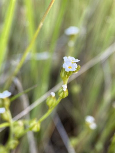 Plagiobothrys greenei, photographed by Matt Berger