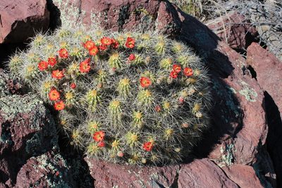 Echinocereus yavapaiensis, photographed by Paul McClellan
