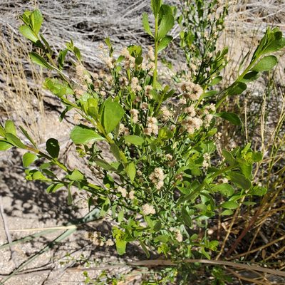 Baccharis sergiloides, photographed by Dan Horowitz