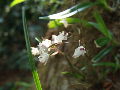 Scaphyglottis crurigera, photographed by Alexis López Hernández