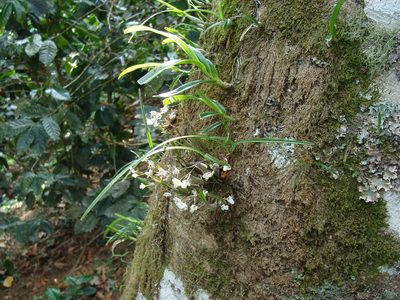 Scaphyglottis crurigera, photographed by Alexis López Hernández