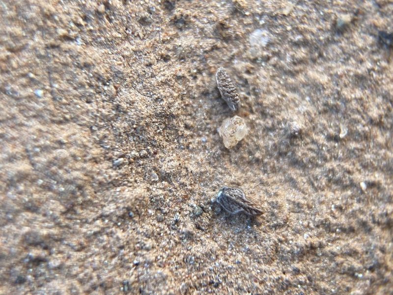 Plagiobothrys stipitatus, photographed by Matt Berger